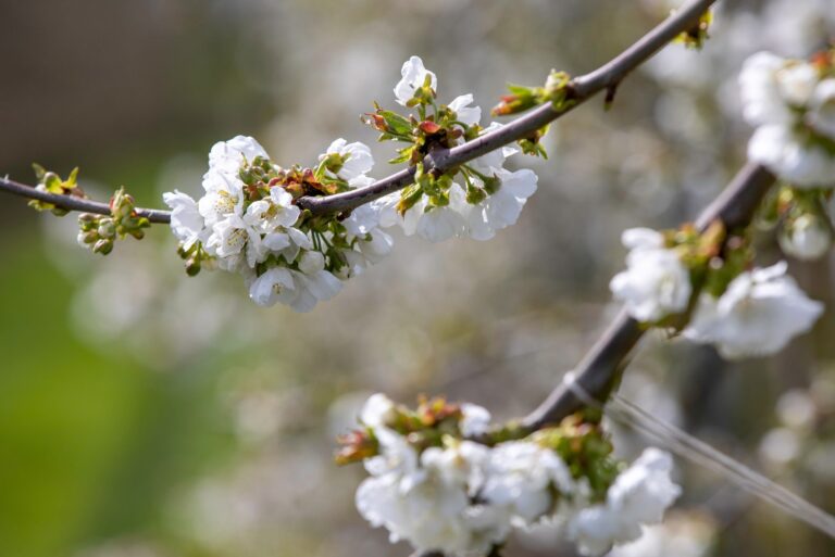 Zóóveel bloesem - Kersenbloesem