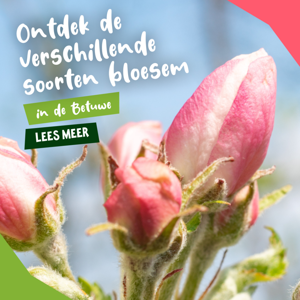 Advertentie Bloesem