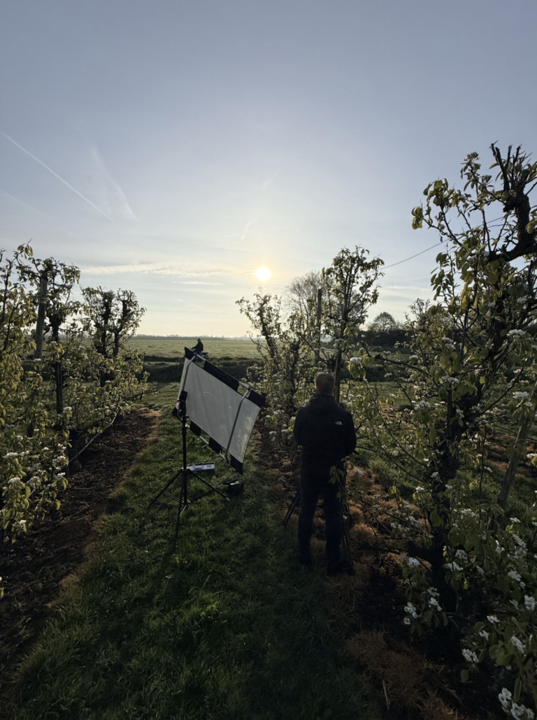 Person in a dark jacket stands among flowering trees with a large reflector panel set up for outdoor photography as the sun sits low in the sky.