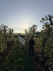 Person in a sunlit orchard setting up a reflector and camera gear among blossoming trees at sunset/sun low on the horizon.