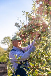 Man in a cap harvesting and smiling as he picks red apples from a tall apple tree in an orchard