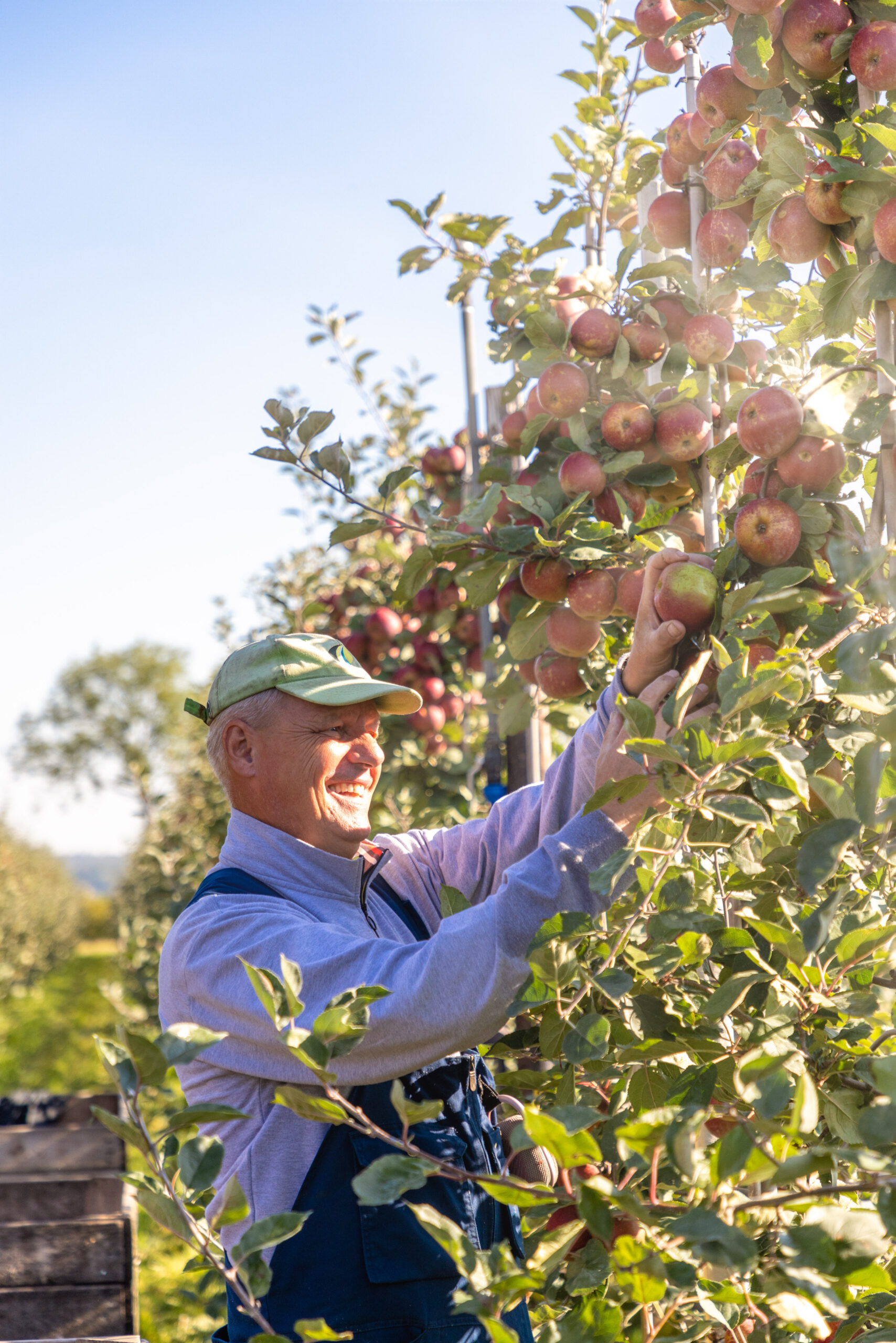 Seijbel Photography--2 1 - Stichting Bureau Toerisme - Stichting Bureau Toerisme Man in a cap harvesting and smiling as he picks red apples from a tall apple tree in an orchard