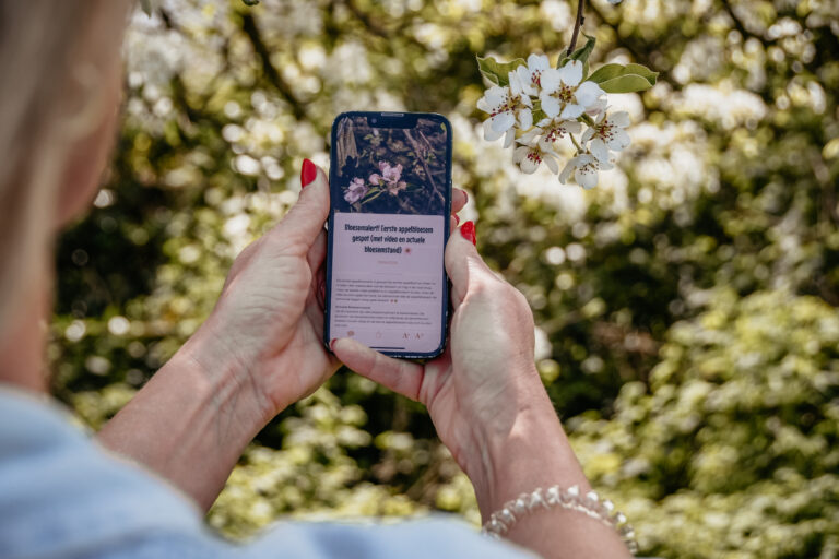 Person holds and uses a smartphone to photograph white flower blossoms on a tree branch outdoors.